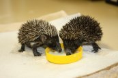Ekocentrum a záchranná stanice pro zraněné živočichy Huslík (7)