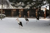 Ekocentrum a záchranná stanice pro zraněné živočichy Huslík (8)
