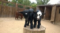 Zoopark Zájezd (6)