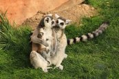 Zoopark Zájezd (8)