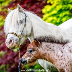 Pony farma Zelené Údolí